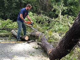 Best Tree Cabling and Bracing  in Centerville, CA