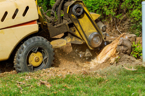 How Our Tree Care Process Works  in  Centerville, CA