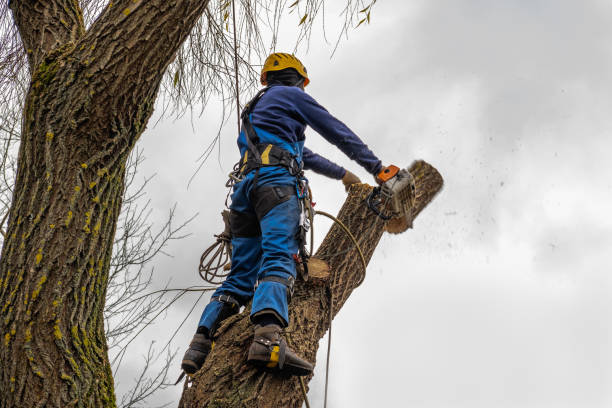 Trusted Centerville, CA Tree Services Experts