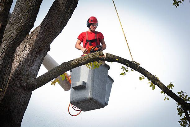Best Tree Maintenance Programs  in Centerville, CA