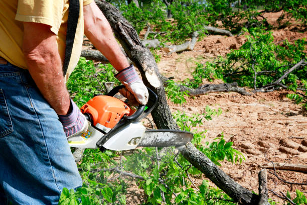 Best Tree Disease Treatment  in Centerville, CA